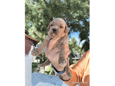 Sevimli Poodle Yavruları Yeni Yuvaya Gitmeye Hazır