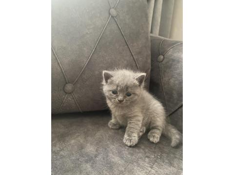 3 Aylık British Shorthair