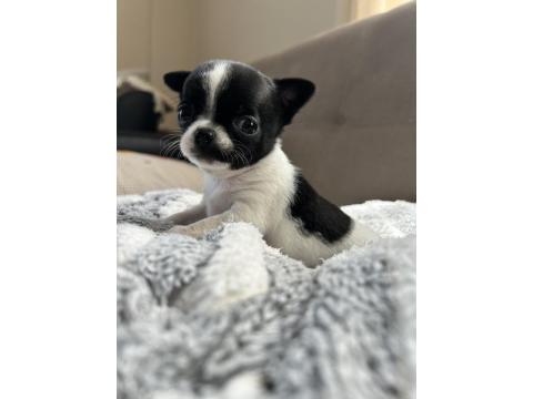 Elma Kafa Küt Burun Chihuahua Bebekler