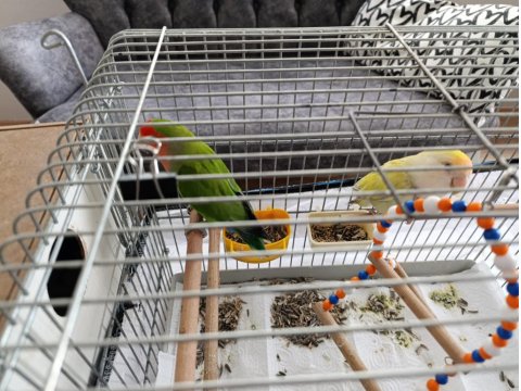 Çift Sevda Papağanı Kafes Vs Dahil