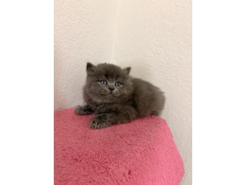 Güzeller Güzeli British Çocuklarımız