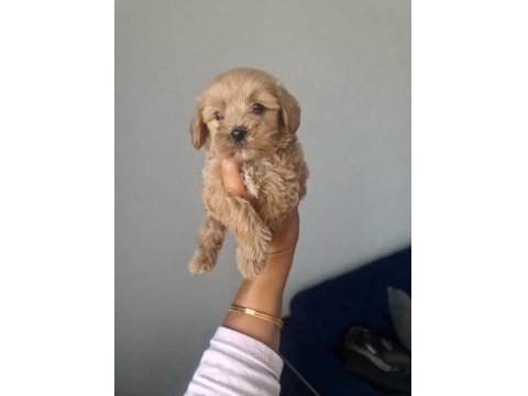 Teslime Hazır Tuvalet Eğitimli Maltipoo Minnaklarım
