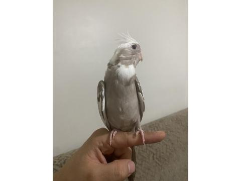 Yavrular 4 Adet Sultan Mevcut Kaçırılmayacak Fırsat