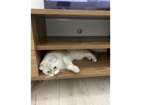 Scottish Straight Kedimiz