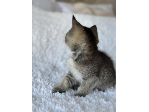 British Shorthair Dark Gold Yavrum