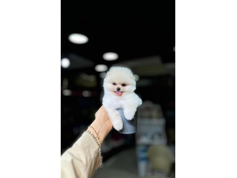 Ayı Yüzlü Pomeranian Boo