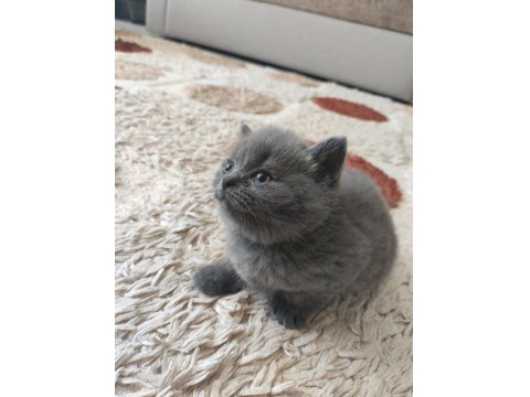 Koca Kafalı British Shorthair Bebişler