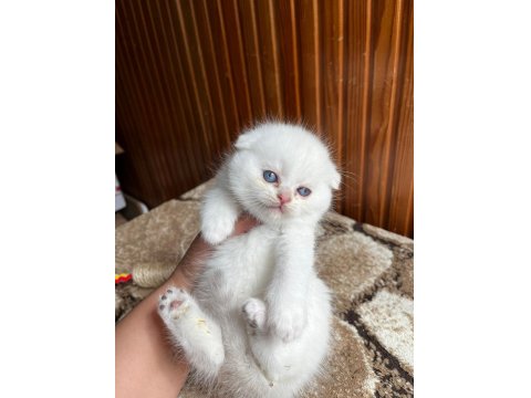 Scottish Fold Güzellik