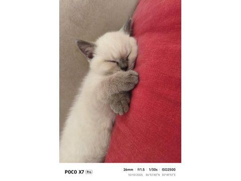 Muhteşem Blue Point British Shorthair Yavrusu 2 Aylık Ve Tuvalet Eğitimli