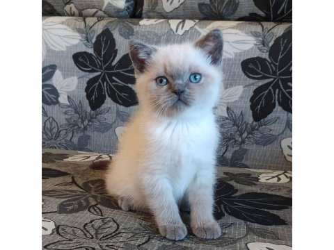 Birbirinden Sevimli British Shorthair Yavruları