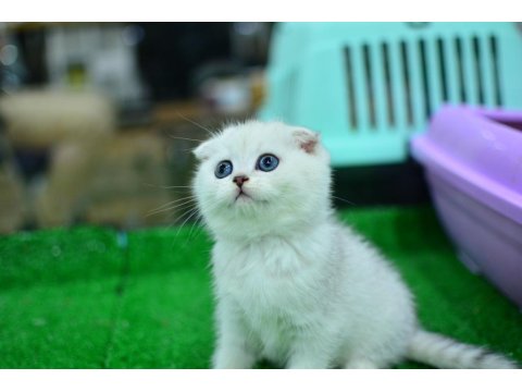 Yok Böyle Güzellikte Silver Scottish Fold