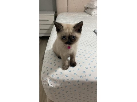 British Shorthair Yavru