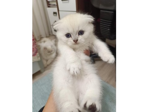 Scottish Fold Ve Scottish Straight Yavrularım