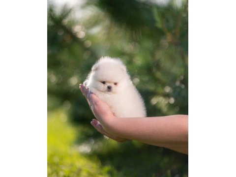 Pomeranian Boo Teddy Bear Yavrularımız