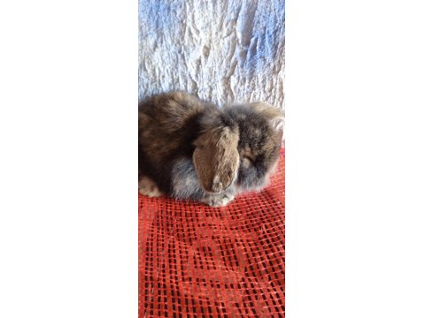 Teddy Lop Tavşanı Yavrular 30 Günlük