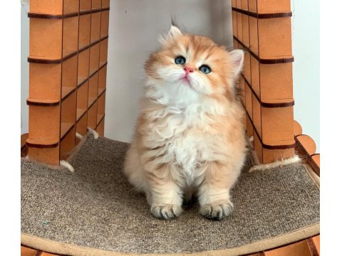 Efsane Güzellikteki Golden British Longhair Ny12
