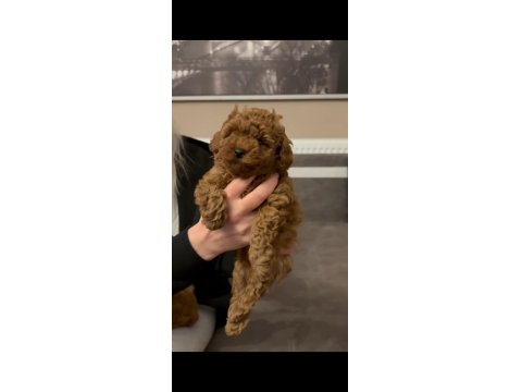 Kore Poodle Yavrular Sağlık Garantili