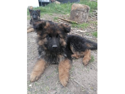 Showline Alman Kurdu Bebekler