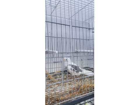 Yavru Erkek Sultan Papağanı