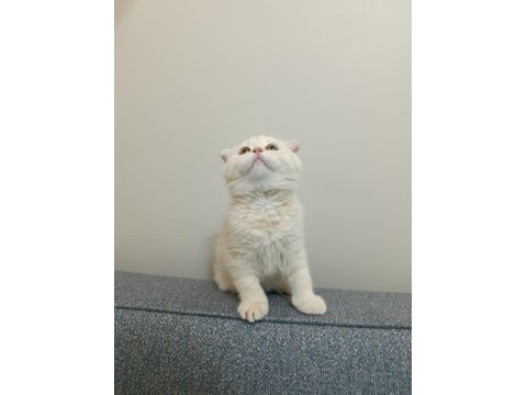 2 Aylık Özel Cream Renk Scottish Fold