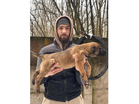 Teslime Hazır Malinois Belçika Kurdu