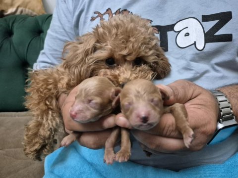Orijinal Tea Cup Poodle