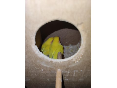 Kafesiyle Birlikte Çift Cennet Papağanı