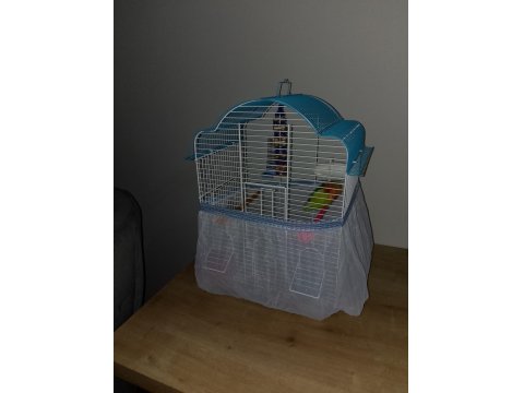 Yeni Yeme Düşmüş Cennet Papağanları