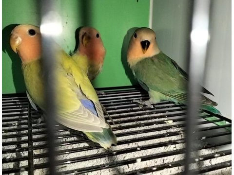 Yavru Sevda Papağanı Evcildir