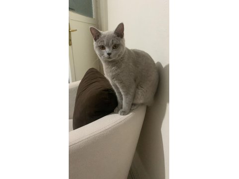 British Shorthair 12 Aylık Kedimiz
