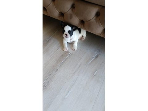 2 Haftalık French Bulldog Yavrularımız