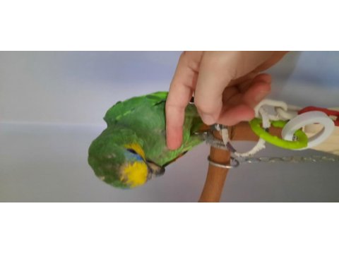 Amazon Papağanımız 7 Aylık