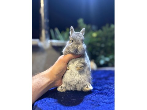 Hollanda Cüce Ve Mini Tavşanlar Her Yere Gönderim