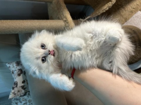 British Longhair Şecereli Soy Erkekler