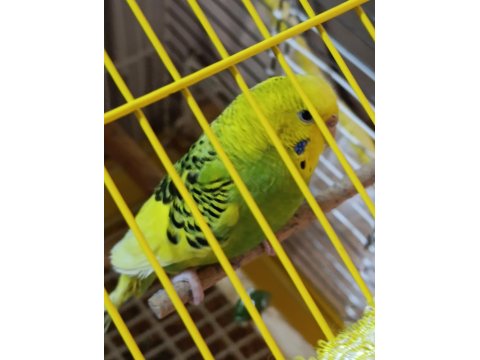 Muhabbet Kuşlar Yeni