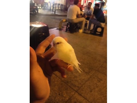 Muhabbet Kuşu Yavrularımız