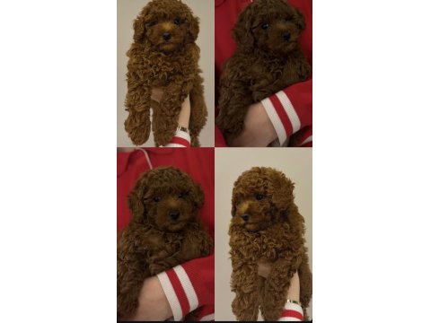 Toy Poodle 2 Aylık Dişi