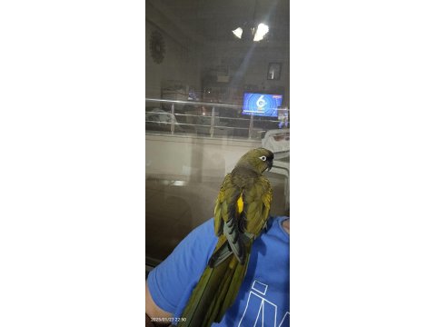 Full Evcil Patagonya Konur Papağanı