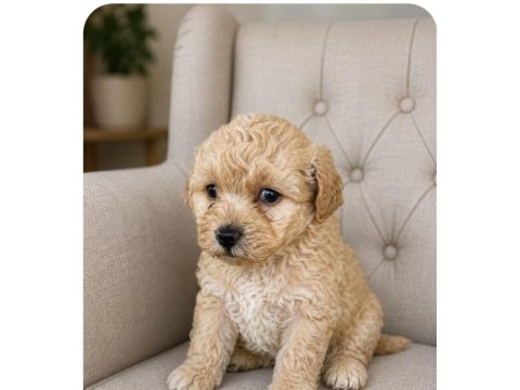 Harika Maltipoo Minikler
