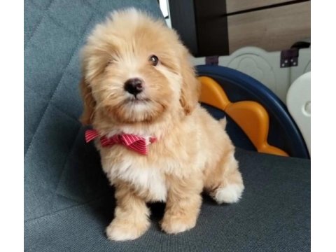 Tüy Dökmeyen Maltipoo Yavrularımız