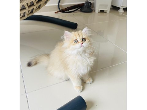 British Longhair Golden Ny11