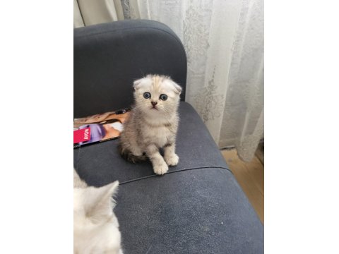 Scottish Fold Kızım Gen Gereği Kesinlikle Koku Bırakmaz