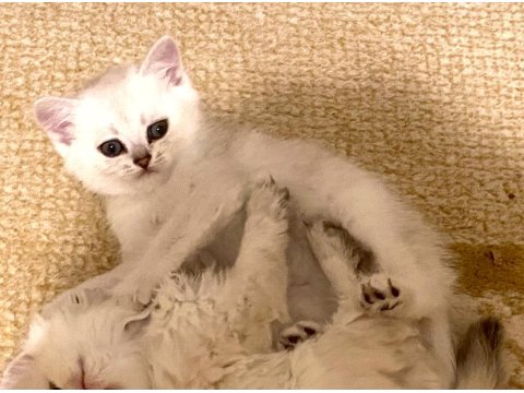 Yakışıklı Mavi Gözlü Minnak British Shorthair