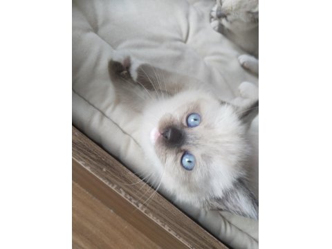 Minik Ragdoll Patilerimiz Sevgi Dolu Ailelerini Bekliyor