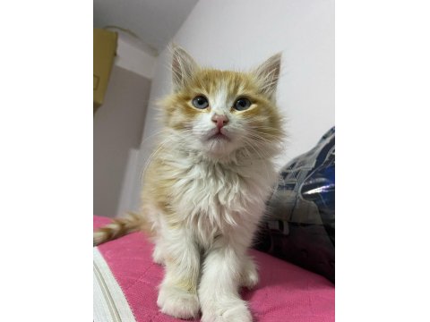 4 Aylık Kedim Satılıktır
