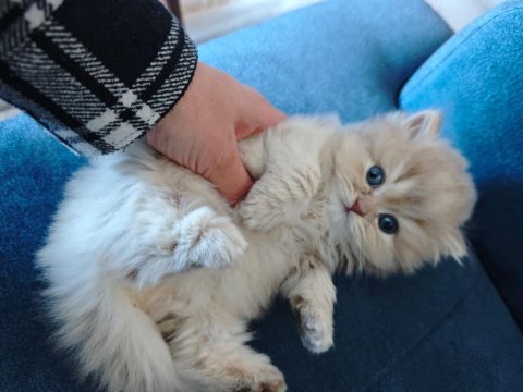 Bebek Golden British Longhair Cy11