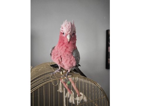 Evcil Gül Kakadu (Isırmaz Uysal) 81 İle Gönderim Var