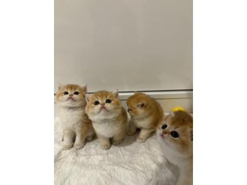 British Golden Ny12 British Shorthair Yavrular