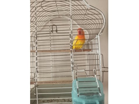 Sevda Papağanları (Uyguna)