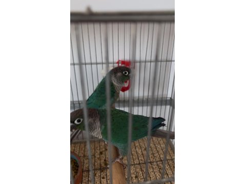 Dna Belgeli Turkuaz Konur Papağanı Takım